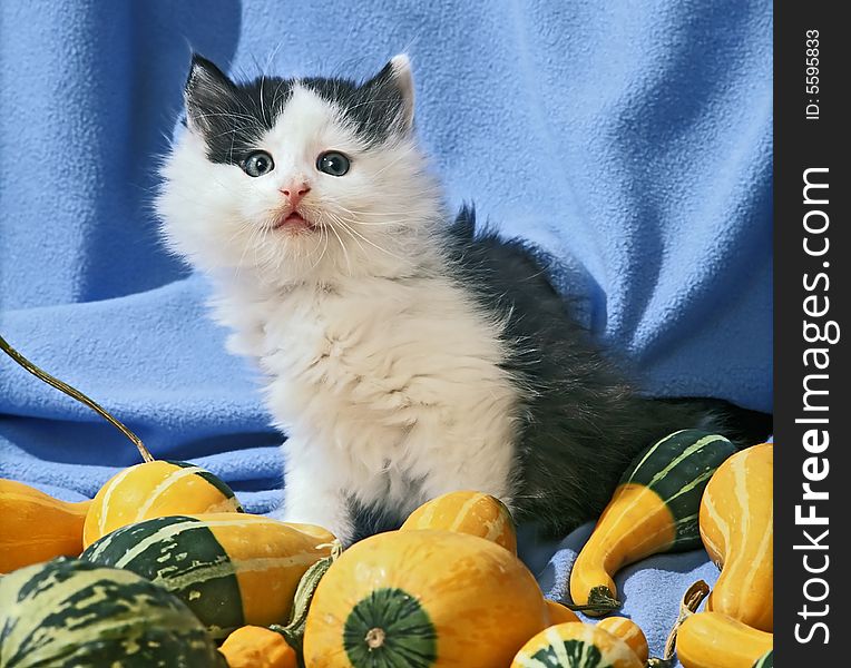 Still life with kitten in blue