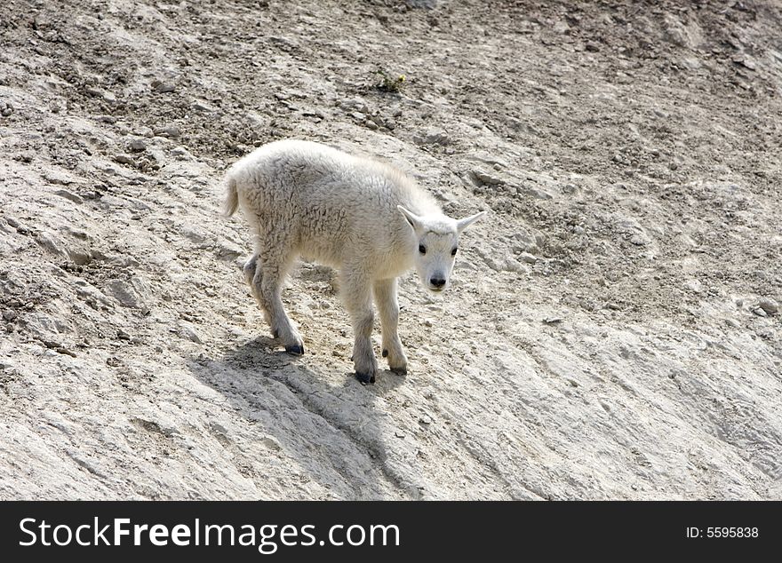 Newborn mountain goats in Jasper National Park. Newborn mountain goats in Jasper National Park.