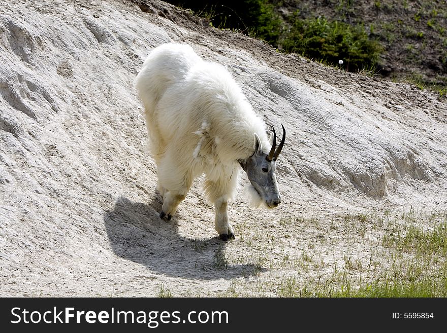 Adult mountain goat showing spring loss of hair in Jasper National Park. Adult mountain goat showing spring loss of hair in Jasper National Park.