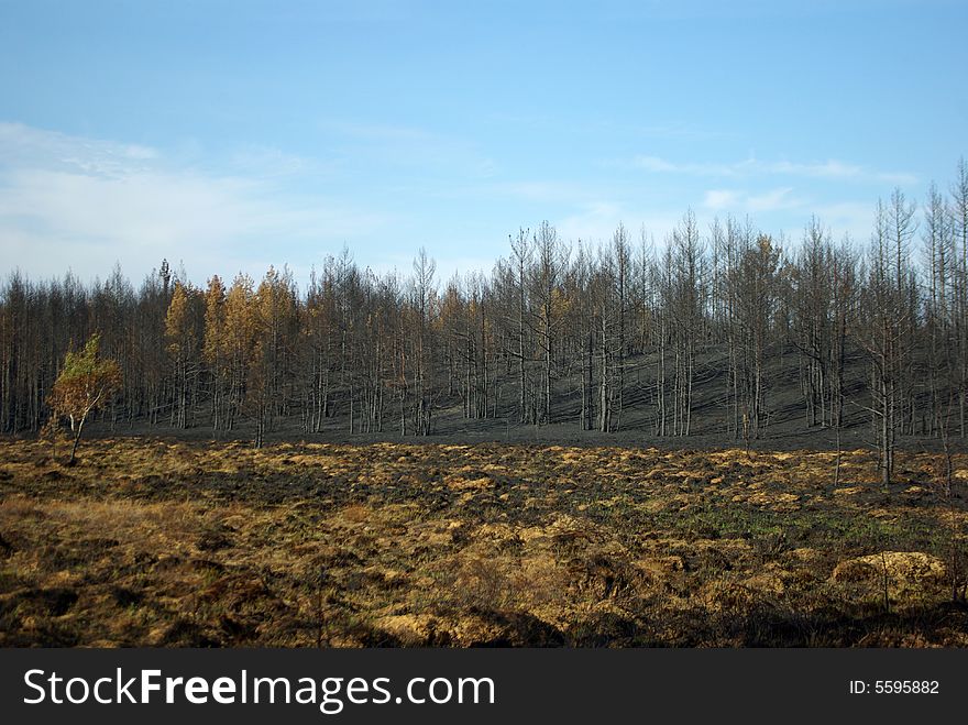 Burned Pine Forest