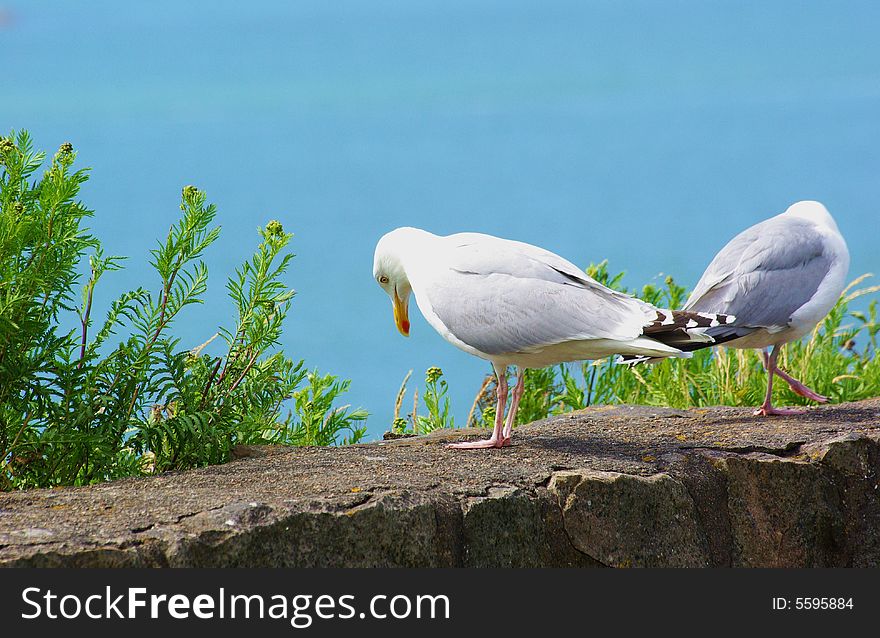Herring Gulls on an old stone wall