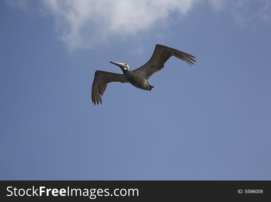 Brown Pelican in flight with wings spread wide