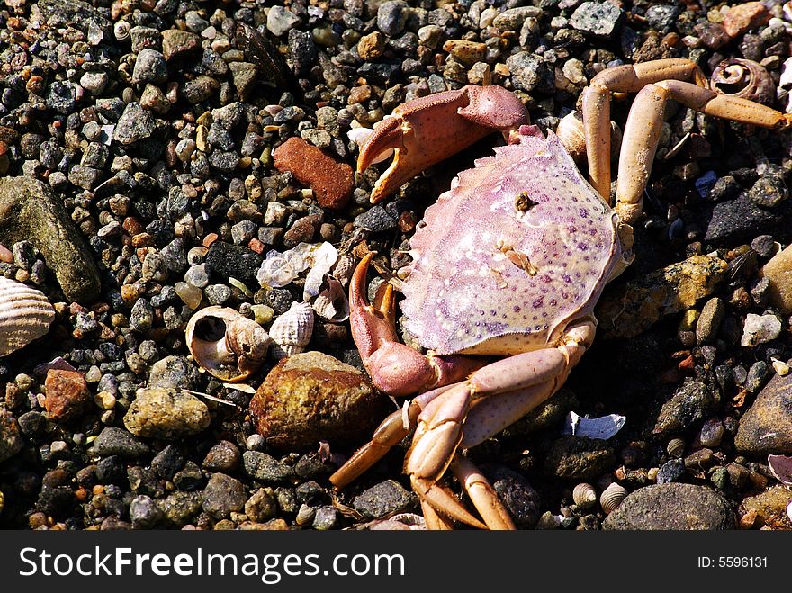 Big Crab on a beach with stones and shells