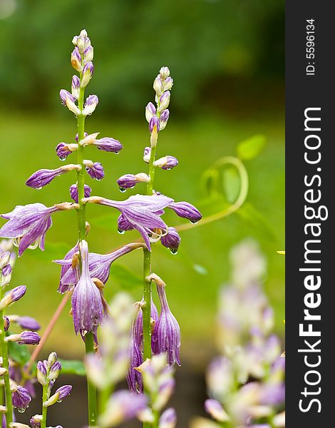 Hosta Flowers