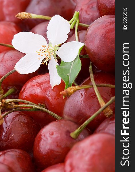 Closeup sweet cherries background with one flower