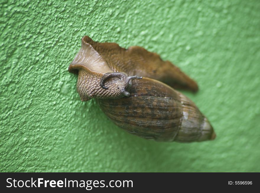 Arboreal snail from Costa Rica on a green wall. Arboreal snail from Costa Rica on a green wall.