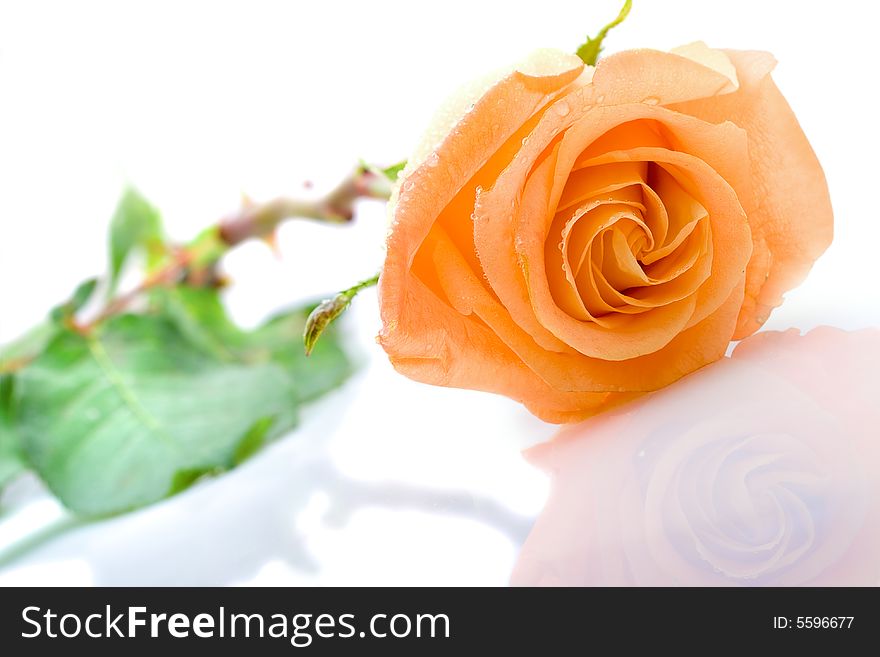 One orange rose laying on the white background