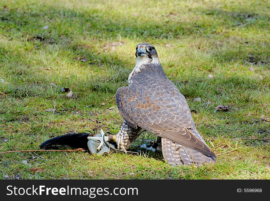 Portrait of Saker Falcon with her artificial prey