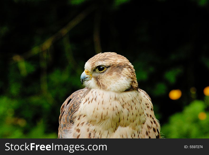 Portrait of Prairie Falcon with bush as background