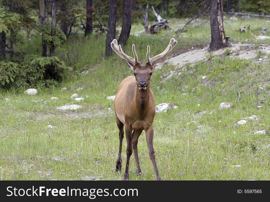 Bull elk in velvet, shot in Jasper National Park. Bull elk in velvet, shot in Jasper National Park.