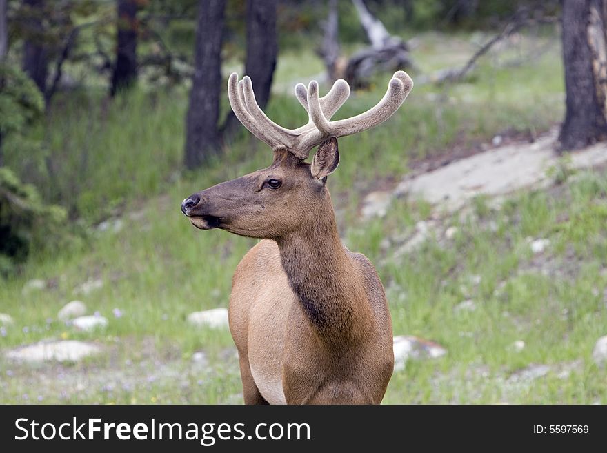 Bull elk in velvet, shot in Jasper National Park. Bull elk in velvet, shot in Jasper National Park.