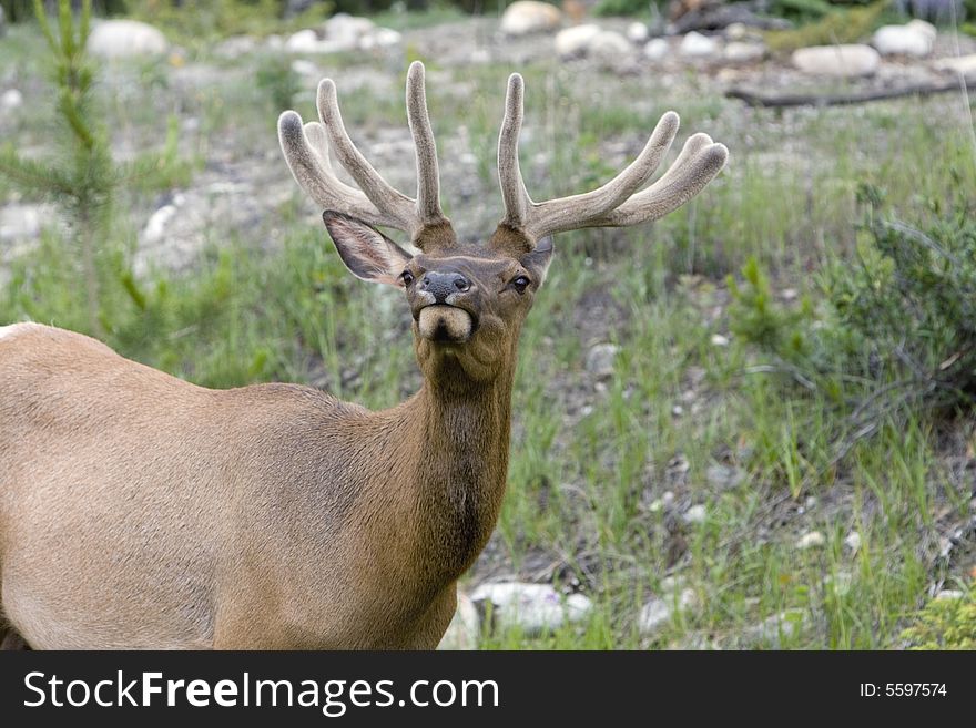 Bull elk in velvet, shot in Jasper National Park. Bull elk in velvet, shot in Jasper National Park.