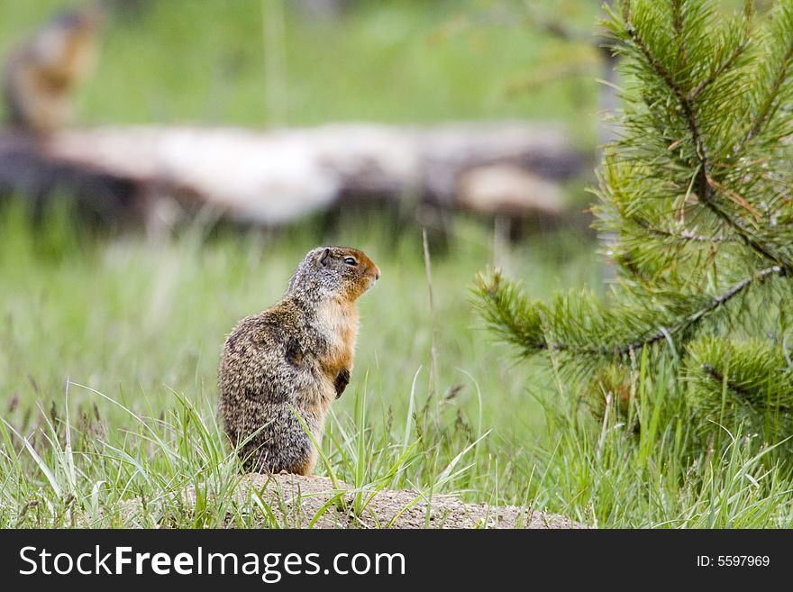 Shot at Whistler's campground in Jasper National Park. Shot at Whistler's campground in Jasper National Park