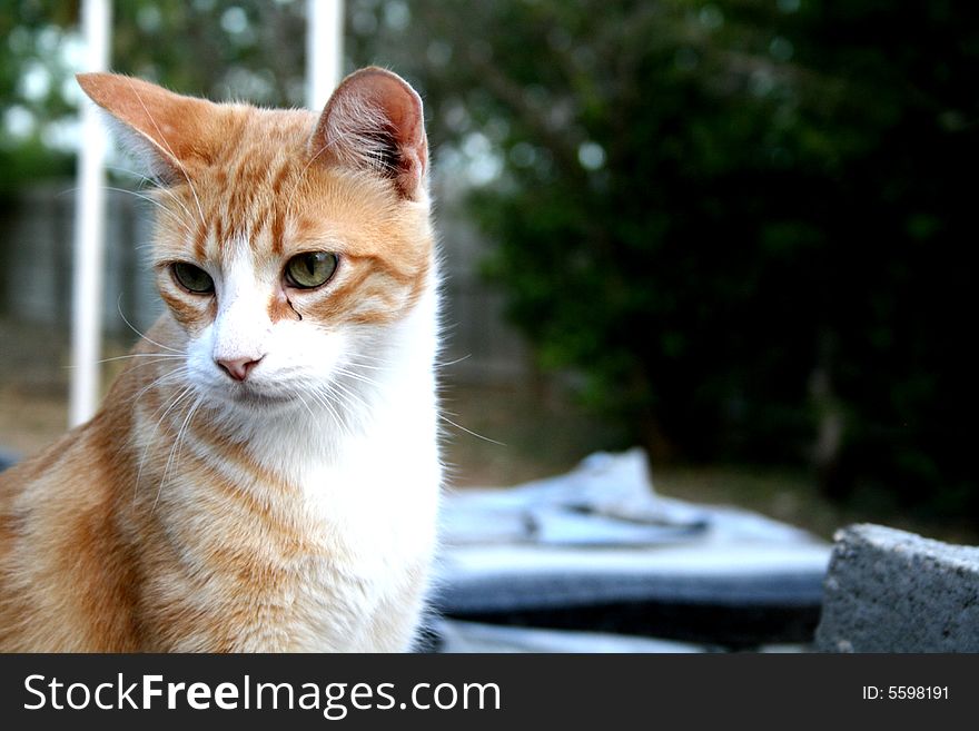 An orange cat with out of focus background