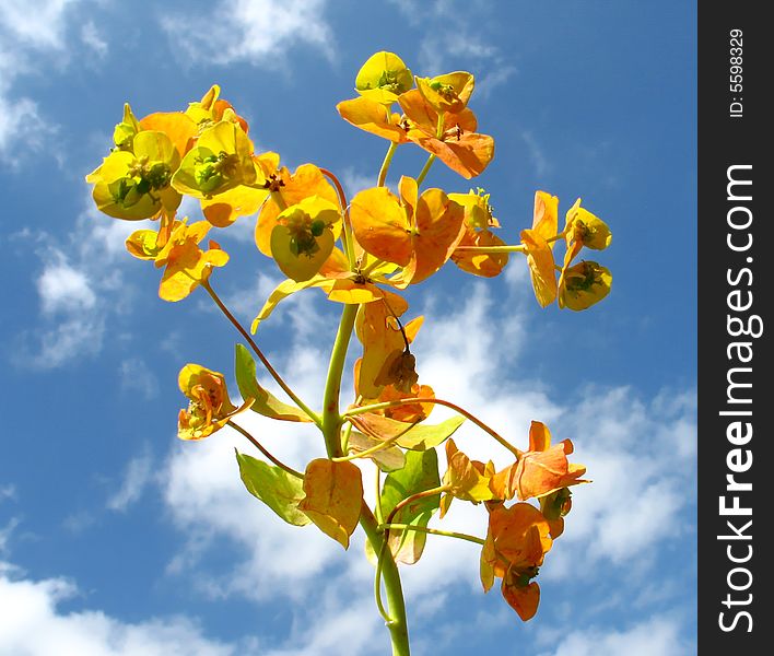 Flower on  blue sky background. Flower on  blue sky background