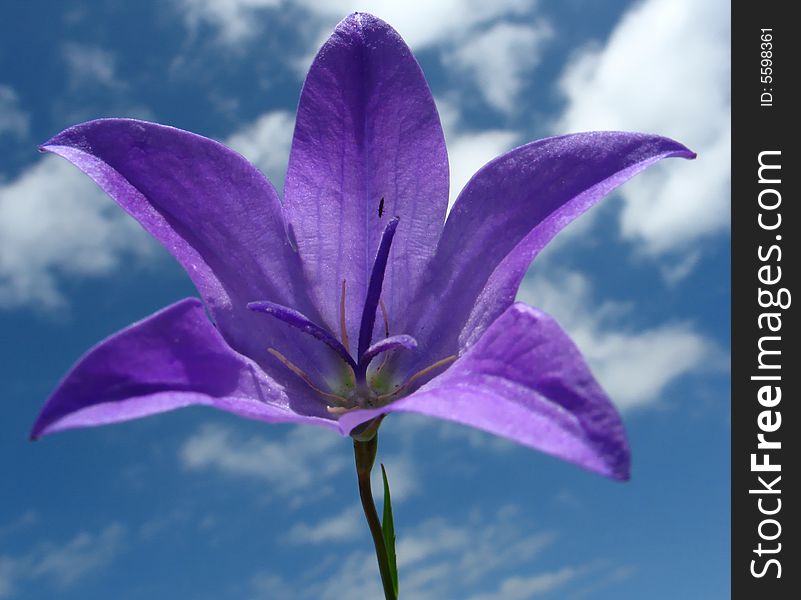 Flower on blue sky background. Flower on blue sky background