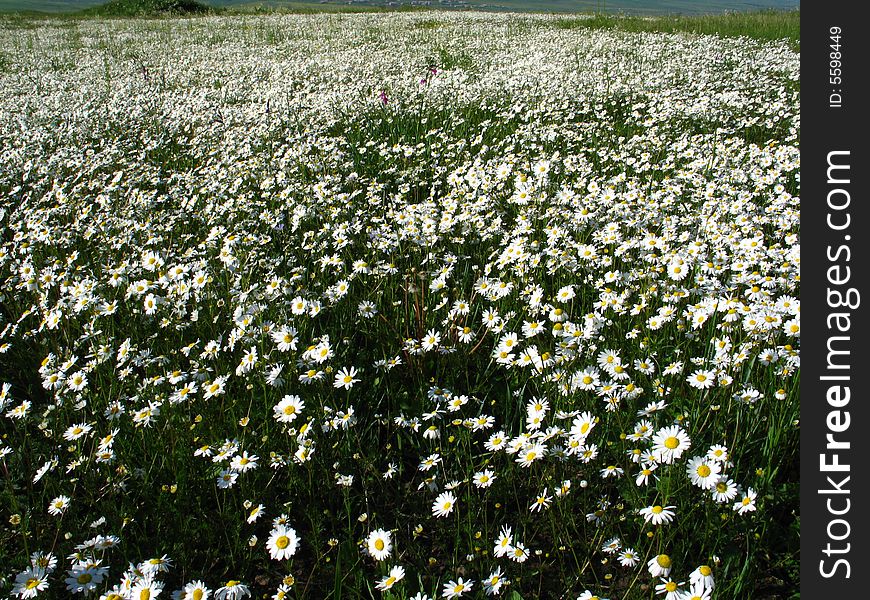 Daisy flowers  in spring meadow