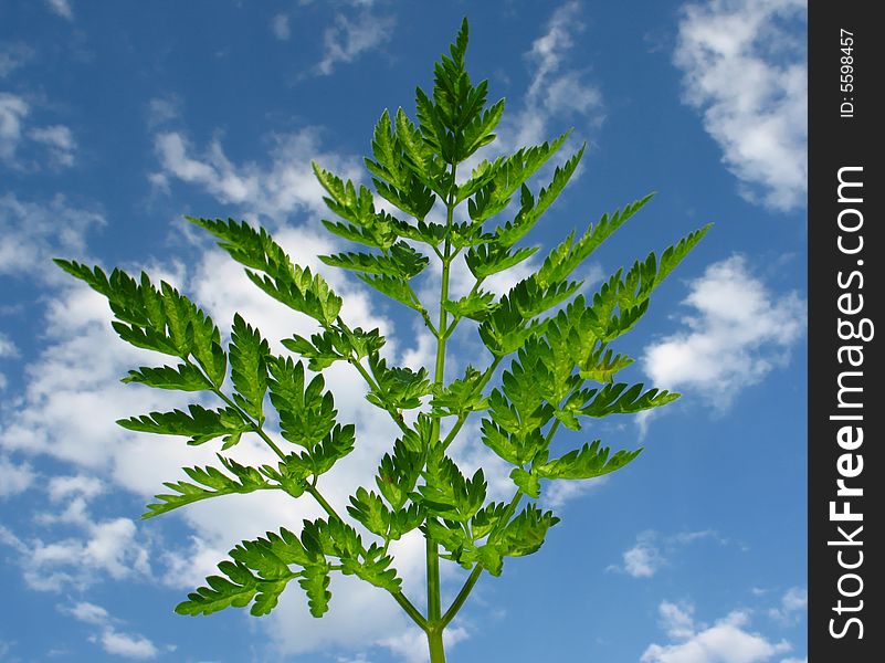 Leafs on  blue sky background. Leafs on  blue sky background