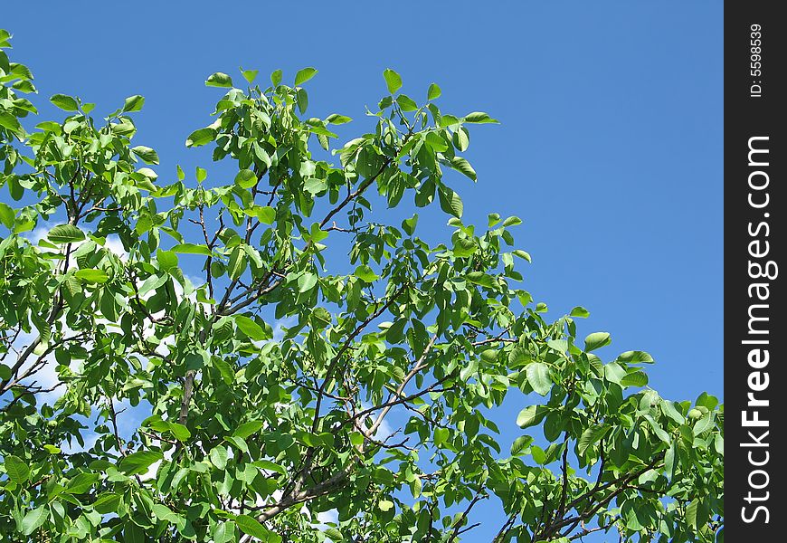 Tree Leafs On Sky