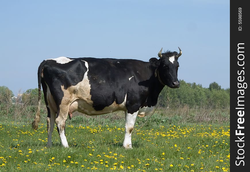 The black and white cow on a summer meadow