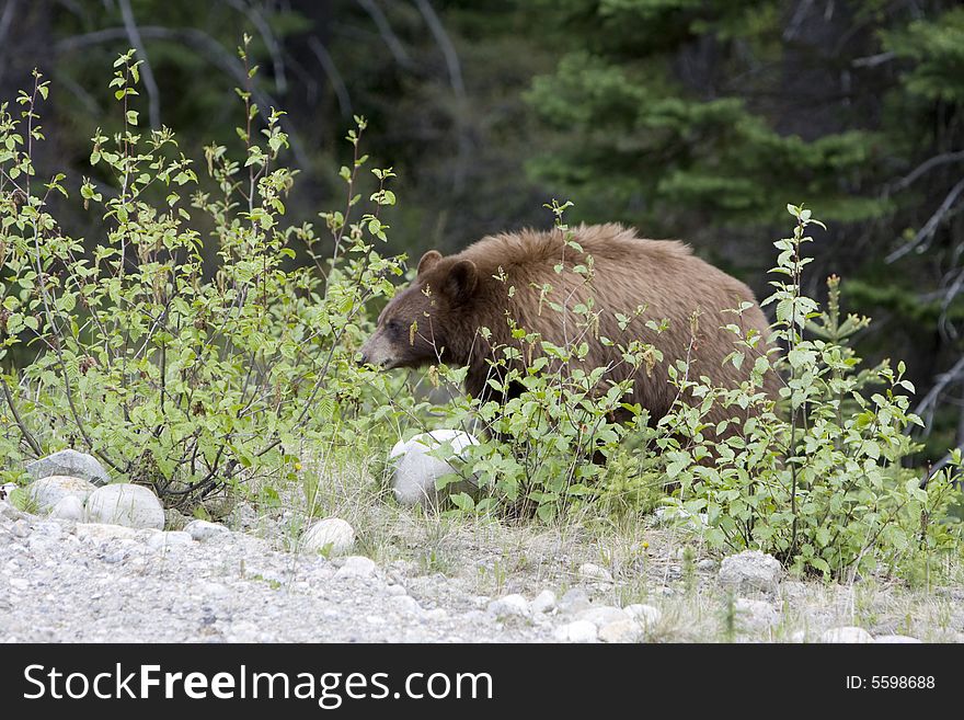 Cinnamon colored black bear in Jasper National Park. Cinnamon colored black bear in Jasper National Park.