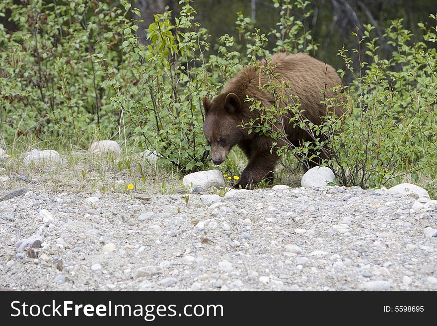 Cinnamon colored black bear in Jasper National Park. Cinnamon colored black bear in Jasper National Park.