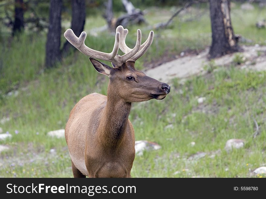 Bull elk in velvet, shot in Jasper National Park. Bull elk in velvet, shot in Jasper National Park.