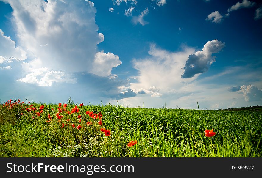 Green field with  poppies under cloud