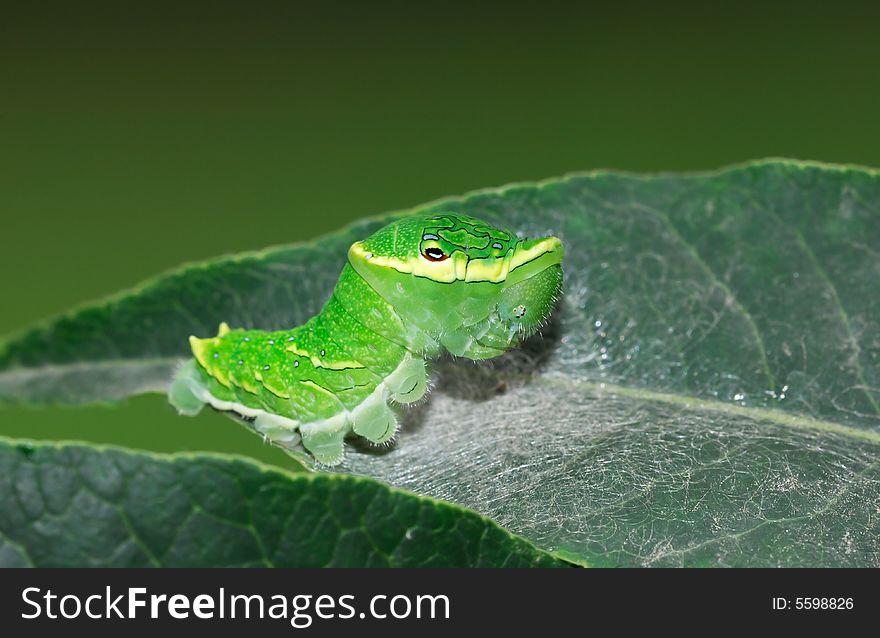 The papilio larva live on leaf in garden. The papilio larva live on leaf in garden.