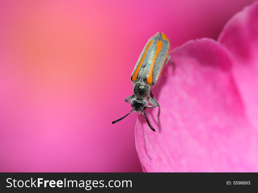 Bug On Petal