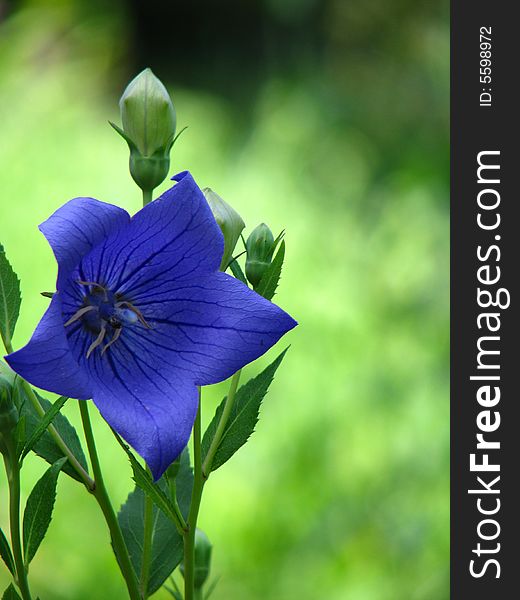 Bluebell (Campanula) in botanic garden zagreb, croatia