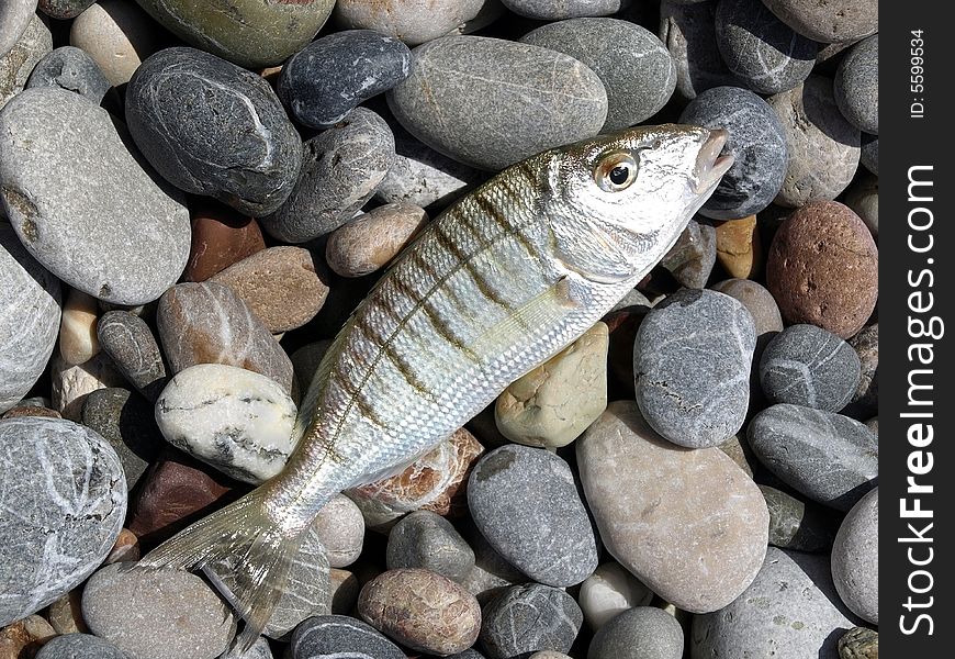 Fish over pebble stones beach background. Fish over pebble stones beach background