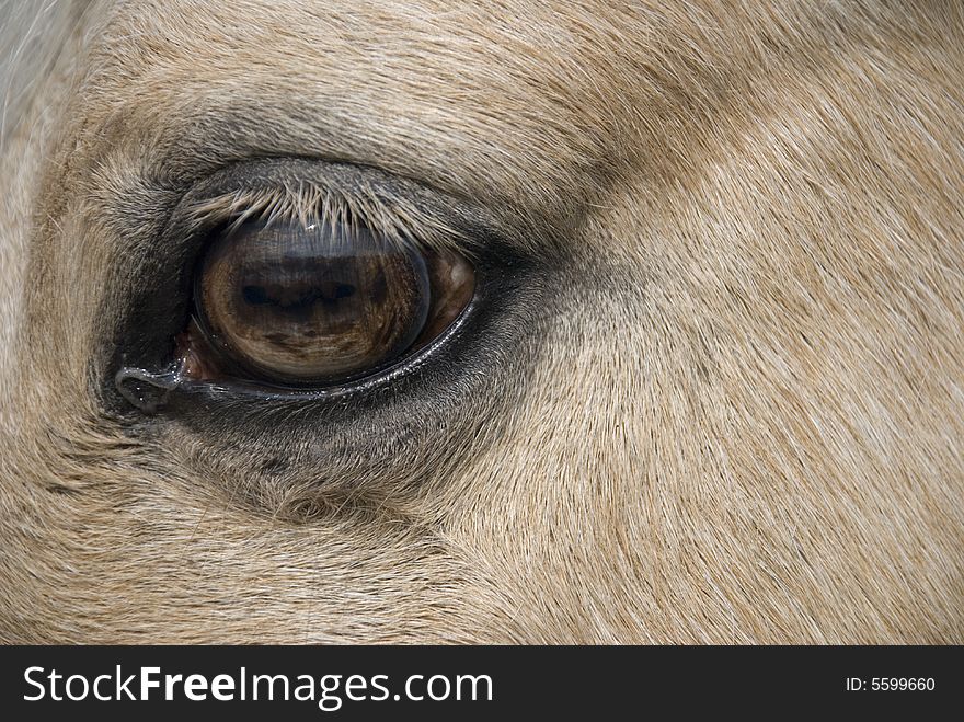 Detail of a horse eye. Detail of a horse eye