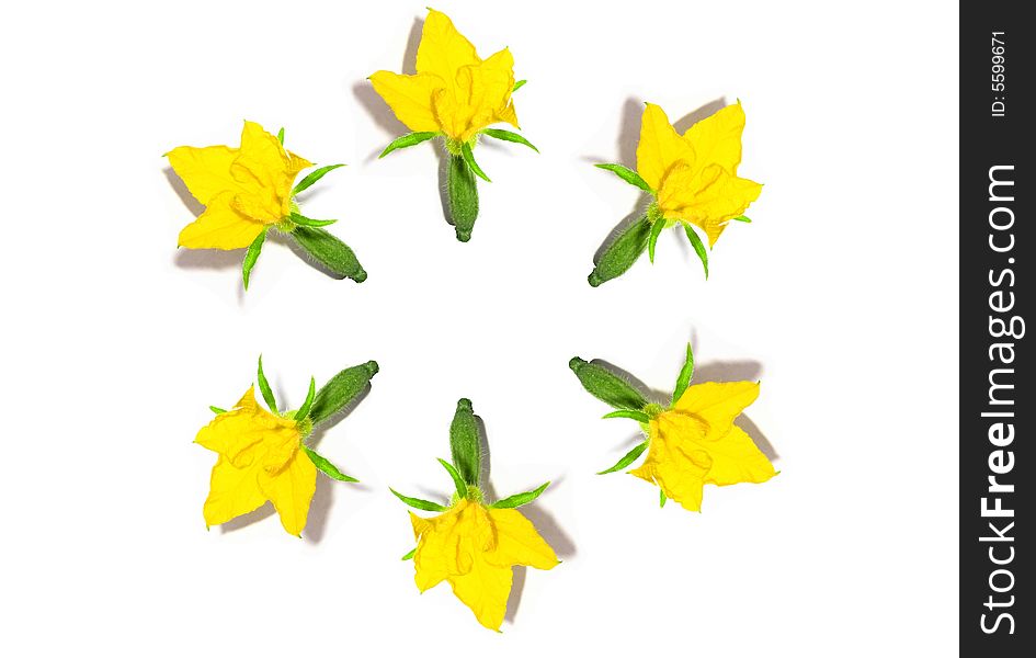 Photo of flowers and small cucumbers in the form of a ring. The abstract image.