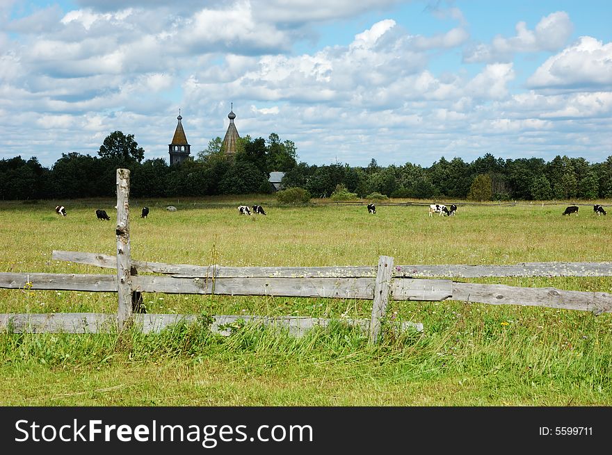 Cow herd on the meadow with ancient wooden church on background, north Russia. Cow herd on the meadow with ancient wooden church on background, north Russia