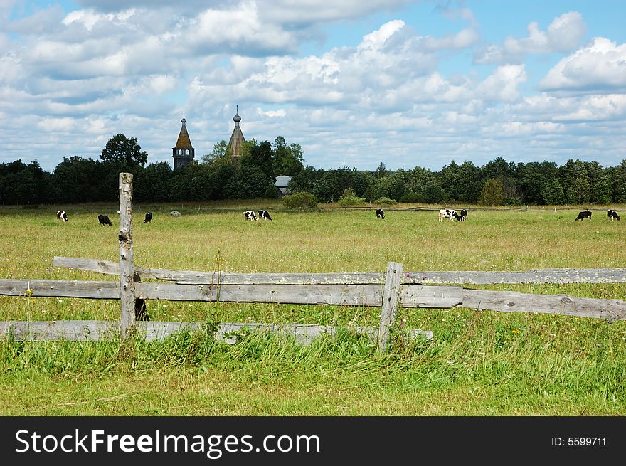 Cows Grazing On A Pasture