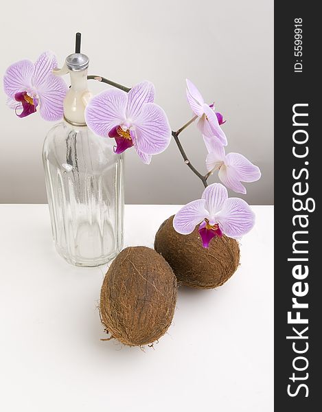 Still nature with orchids and coco nuts