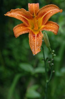 Drop On A Day Lilly 2 Royalty Free Stock Photography Drop On A Day Lilly 2 Royalty Free Stock Photography