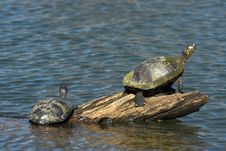 Turtles Crawling At Log Stock Images Turtles Crawling At Log Stock Images