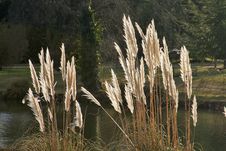 Pampas Grass Stock Photo Pampas Grass Stock Photo