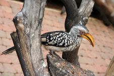 Hornbill Royalty Free Stock Photography