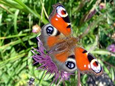 Butterfly Royalty Free Stock Photos Butterfly Royalty Free Stock Photos