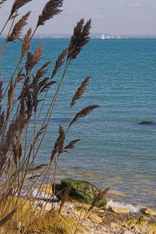 Seagrass With Beach & Sea Stock Image Seagrass With Beach & Sea Stock Image