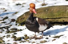 A Red Crested Pochard Stock Photography