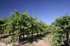 Grape Vines Stock Image Grape Vines Stock Image