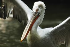 Pelican Royalty Free Stock Image