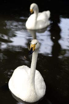 Swans Stock Image