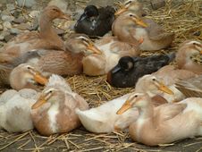 Ducks Stock Image