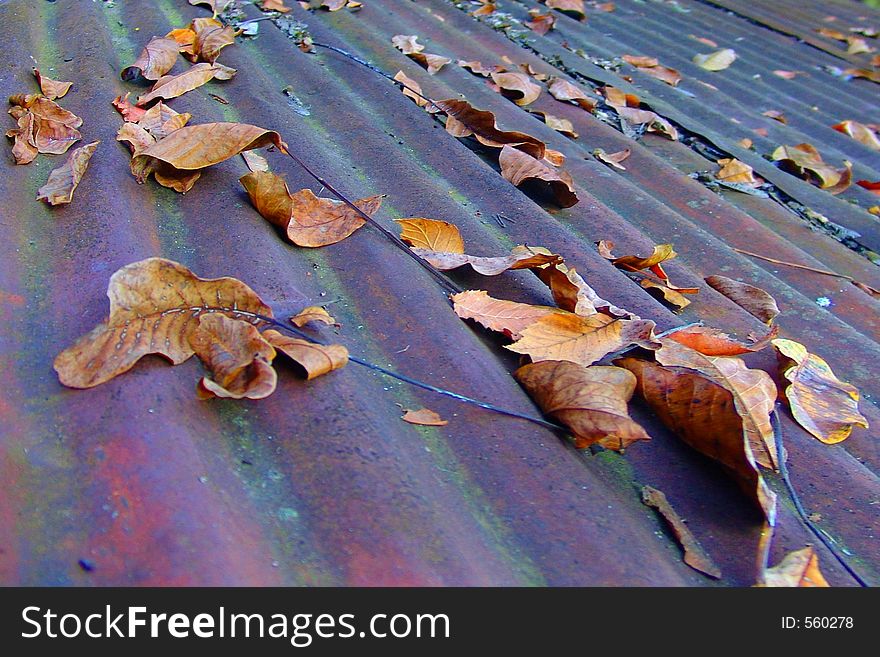 Autumn leaves on a heavily corroded and mold-covered corrugated roof in rural Oregon. Autumn leaves on a heavily corroded and mold-covered corrugated roof in rural Oregon.