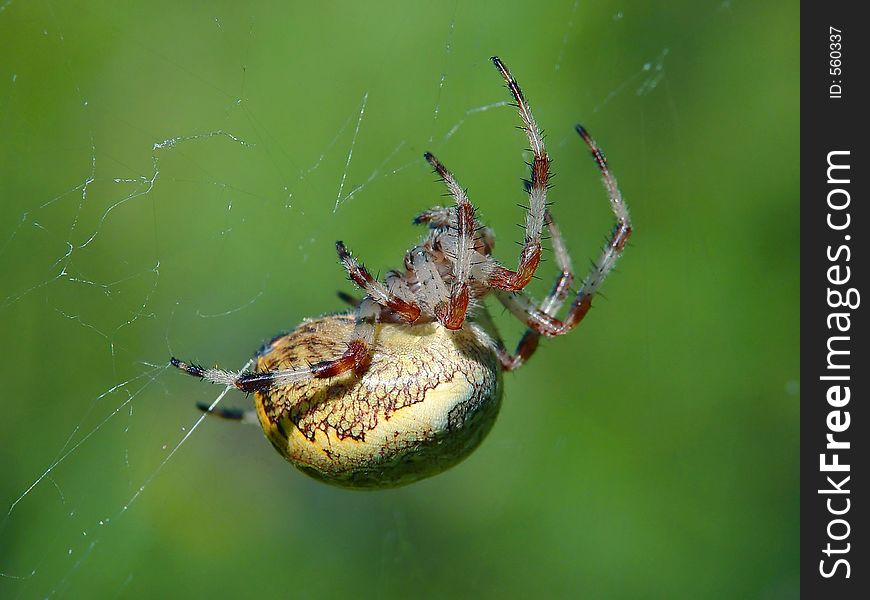 Spider of family Argiopidae.